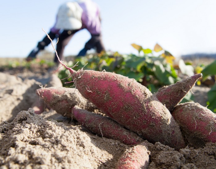 North Carolina Dirt Makes the Best Sweet Potatoes Trinity Frozen Foods sources all of its raw sweet potatoes from local North Carolina Farmers